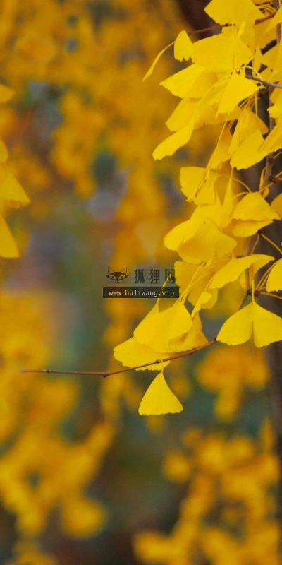 【12788】植物壁纸  2K 高清壁纸2560_1600@青蛙壁纸-笨猫小站