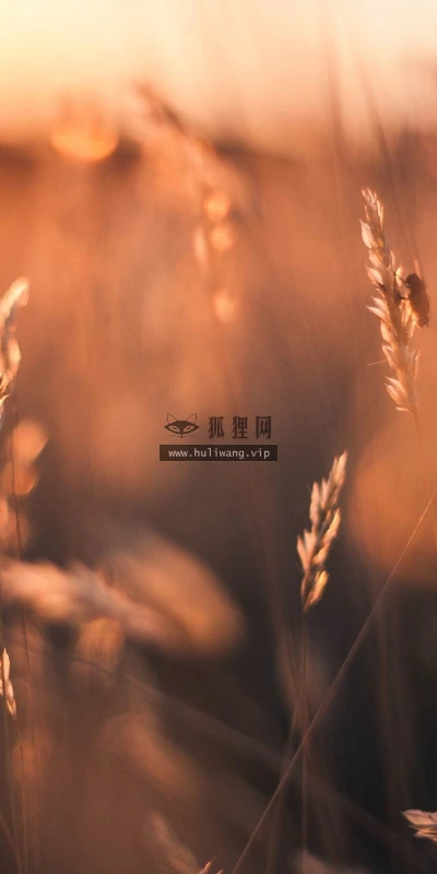【12789】植物壁纸  2K 高清壁纸2560_1600@青蛙壁纸-笨猫小站