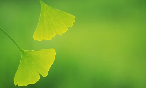 【12791】植物壁纸  2K 高清壁纸2560_1600@青蛙壁纸-笨猫小站