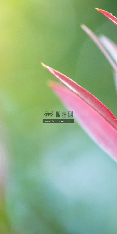 【12792】植物壁纸  2K 高清壁纸2560_1600@青蛙壁纸-笨猫小站