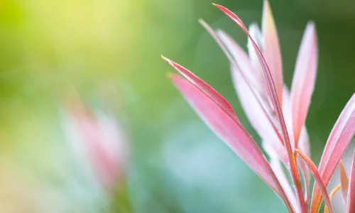 【12792】植物壁纸  2K 高清壁纸2560_1600@青蛙壁纸-笨猫小站