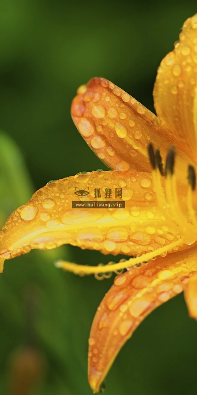 【12793】植物壁纸  2K 高清壁纸2560_1600@青蛙壁纸-笨猫小站