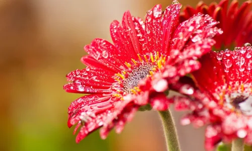 【12794】植物壁纸  2K 高清壁纸2560_1600@青蛙壁纸-笨猫小站
