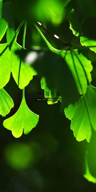 【12796】植物壁纸  2K 高清壁纸2560_1600@青蛙壁纸-笨猫小站