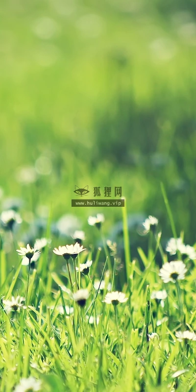 【12798】植物壁纸  2K 高清壁纸2560_1600@青蛙壁纸-笨猫小站