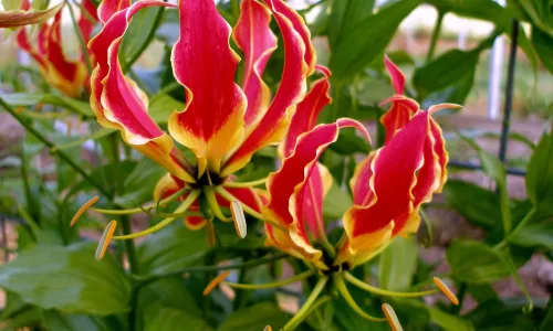 【12799】植物壁纸  2K 高清壁纸2560_1600@青蛙壁纸-笨猫小站
