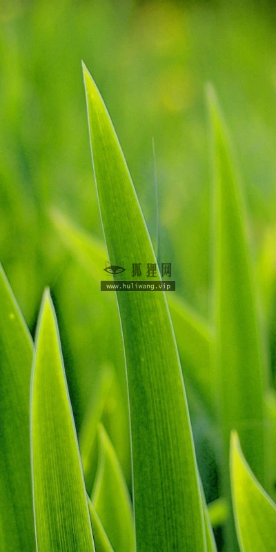 【12800】植物壁纸  2K 高清壁纸2560_1600@青蛙壁纸-笨猫小站