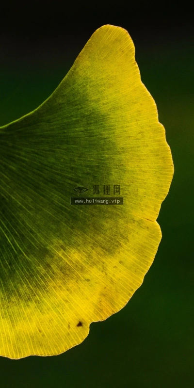 【12803】植物壁纸  2K 高清壁纸2560_1600@青蛙壁纸-笨猫小站