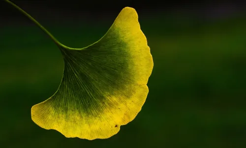 【12803】植物壁纸  2K 高清壁纸2560_1600@青蛙壁纸-笨猫小站