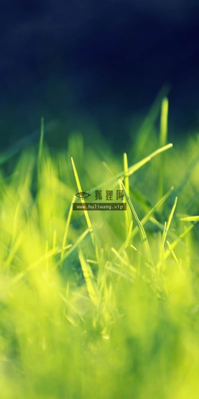 【12805】植物壁纸  2K 高清壁纸2560_1600@青蛙壁纸-笨猫小站