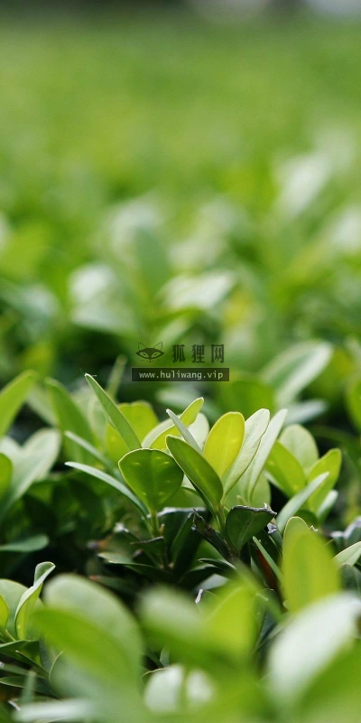 【12806】植物壁纸  2K 高清壁纸2560_1600@青蛙壁纸-笨猫小站