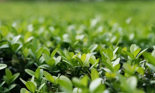 【12806】植物壁纸  2K 高清壁纸2560_1600@青蛙壁纸-笨猫小站