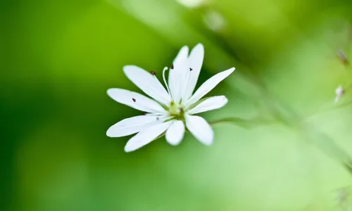 【12808】植物壁纸  2K 高清壁纸2560_1600@青蛙壁纸-笨猫小站