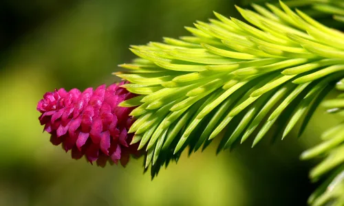 【12810】植物壁纸  2K 高清壁纸2560_1600@青蛙壁纸-笨猫小站