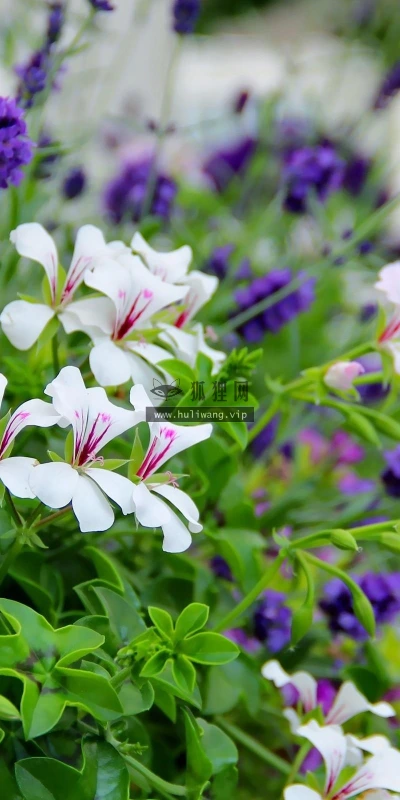【12811】植物壁纸  2K 高清壁纸2560_1600@青蛙壁纸-笨猫小站