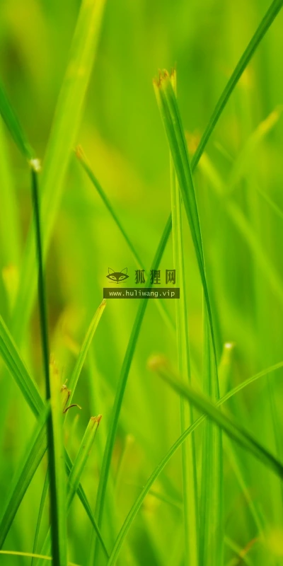 【12813】植物壁纸  2K 高清壁纸2560_1600@青蛙壁纸-笨猫小站