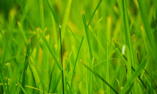 【12813】植物壁纸  2K 高清壁纸2560_1600@青蛙壁纸-笨猫小站