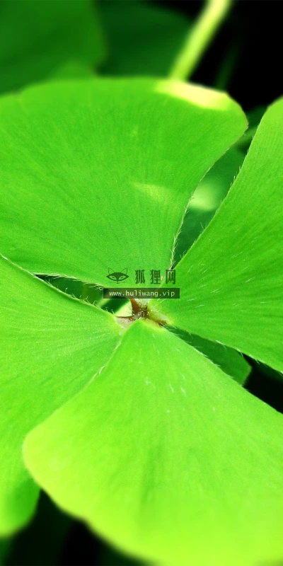 【12814】植物壁纸  2K 高清壁纸2560_1600@青蛙壁纸-笨猫小站