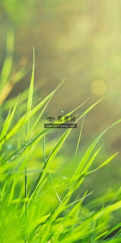 【12815】植物壁纸  2K 高清壁纸2560_1600@青蛙壁纸-笨猫小站