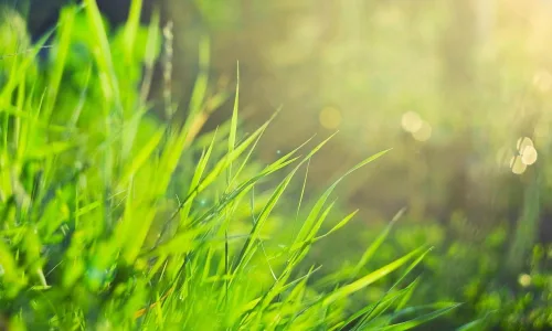 【12815】植物壁纸  2K 高清壁纸2560_1600@青蛙壁纸-笨猫小站