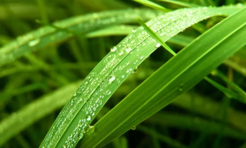 【12817】植物壁纸  2K 高清壁纸2560_1600@青蛙壁纸-笨猫小站