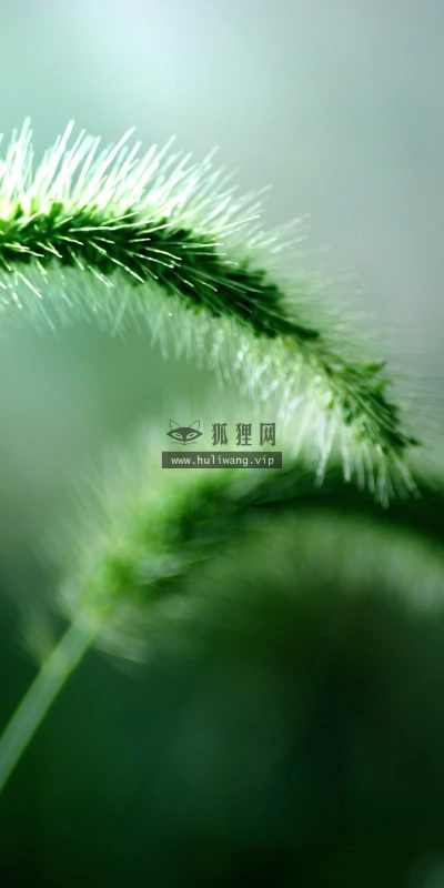 【12819】植物壁纸  2K 高清壁纸2560_1600@青蛙壁纸-笨猫小站