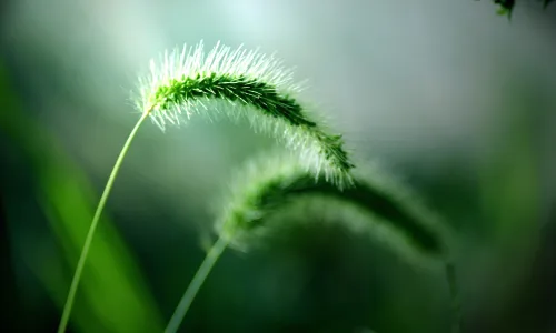 【12819】植物壁纸  2K 高清壁纸2560_1600@青蛙壁纸-笨猫小站