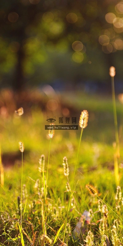 【12820】植物壁纸  2K 高清壁纸2560_1600@青蛙壁纸-笨猫小站