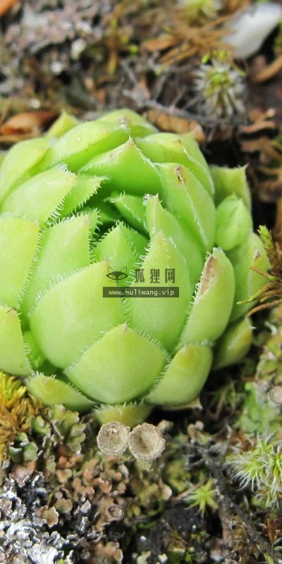 【12821】植物壁纸  2K 高清壁纸2560_1600@青蛙壁纸-笨猫小站