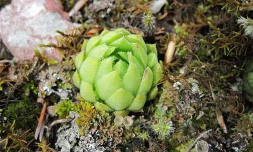 【12821】植物壁纸  2K 高清壁纸2560_1600@青蛙壁纸-笨猫小站