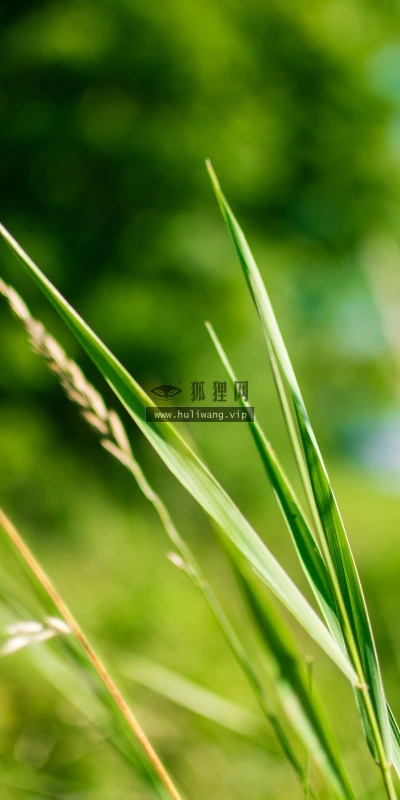 【12823】植物壁纸  2K 高清壁纸2560_1600@青蛙壁纸-笨猫小站