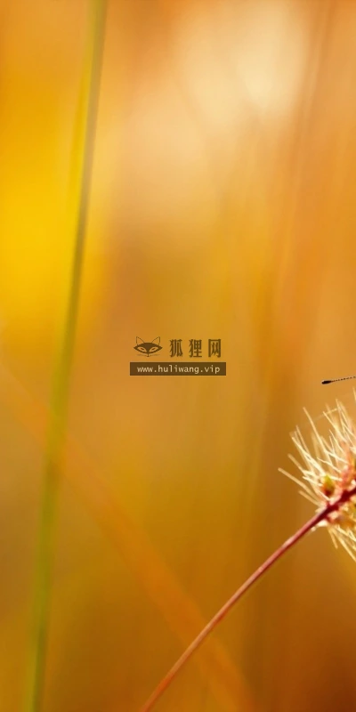 【12824】植物壁纸  2K 高清壁纸2560_1600@青蛙壁纸-笨猫小站
