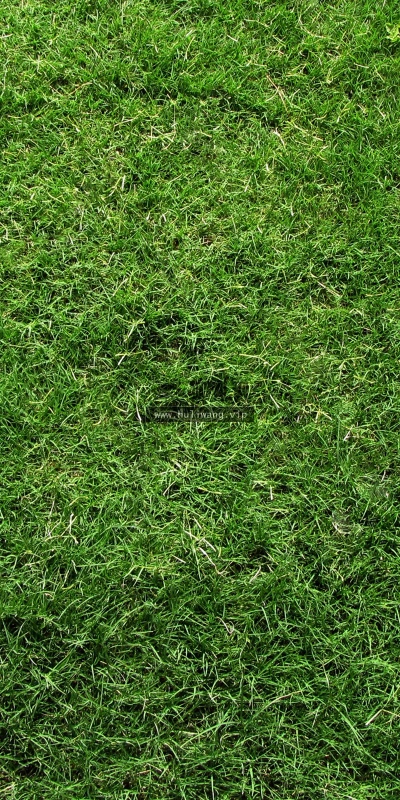 【12825】植物壁纸  2K 高清壁纸2560_1600@青蛙壁纸-笨猫小站
