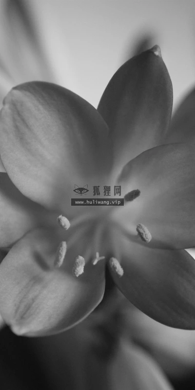 【12826】植物壁纸  2K 高清壁纸2560_1600@青蛙壁纸-笨猫小站