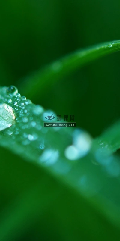 【12827】植物壁纸  2K 高清壁纸2560_1600@青蛙壁纸-笨猫小站