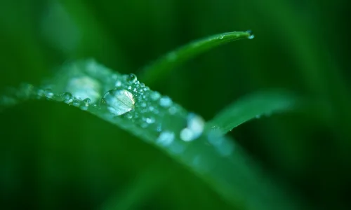 【12827】植物壁纸  2K 高清壁纸2560_1600@青蛙壁纸-笨猫小站