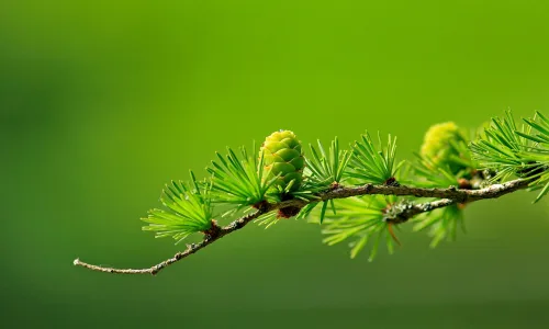 【12828】植物壁纸  2K 高清壁纸2560_1600@青蛙壁纸-笨猫小站