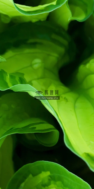 【12829】植物壁纸  2K 高清壁纸2560_1600@青蛙壁纸-笨猫小站