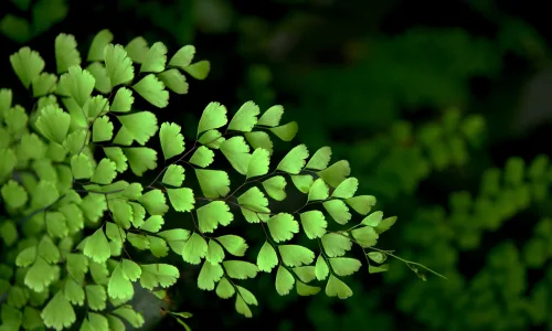 【12830】植物壁纸  2K 高清壁纸2560_1600@青蛙壁纸-笨猫小站