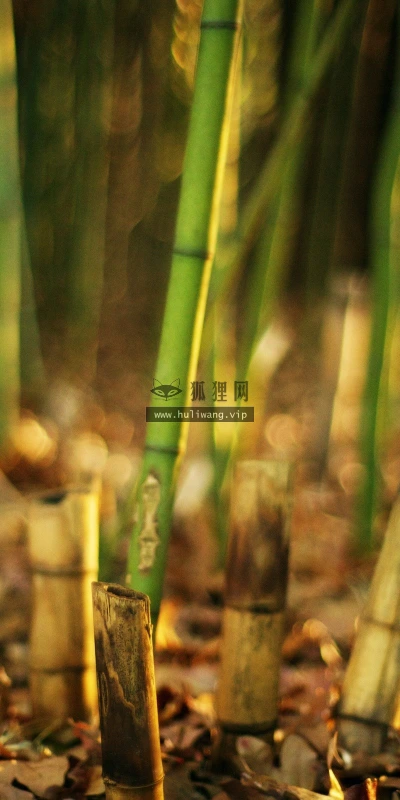 【12832】植物壁纸  2K 高清壁纸2560_1600@青蛙壁纸-笨猫小站