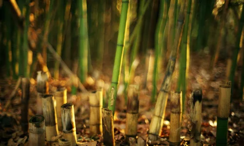 【12832】植物壁纸  2K 高清壁纸2560_1600@青蛙壁纸-笨猫小站