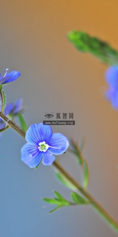 【12833】植物壁纸  2K 高清壁纸2560_1600@青蛙壁纸-笨猫小站