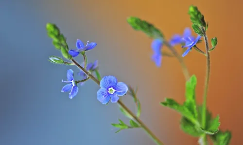 【12833】植物壁纸  2K 高清壁纸2560_1600@青蛙壁纸-笨猫小站