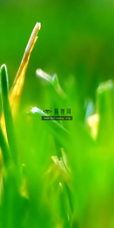 【12834】植物壁纸  2K 高清壁纸2560_1600@青蛙壁纸-笨猫小站