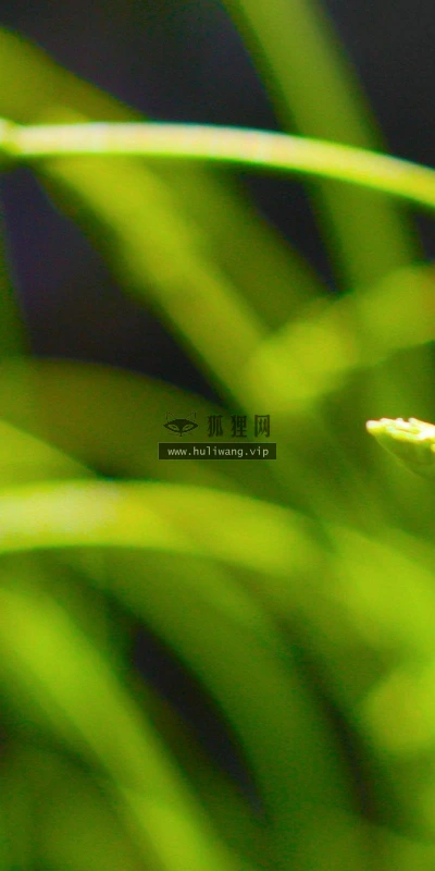 【12835】植物壁纸  2K 高清壁纸2560_1600@青蛙壁纸-笨猫小站