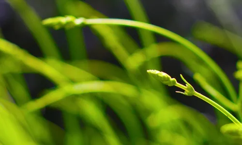 【12835】植物壁纸  2K 高清壁纸2560_1600@青蛙壁纸-笨猫小站