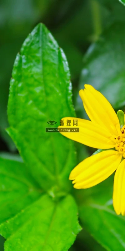 【12836】植物壁纸  2K 高清壁纸2560_1600@青蛙壁纸-笨猫小站