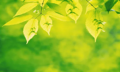【12839】植物壁纸  2K 高清壁纸2560_1600@青蛙壁纸-笨猫小站