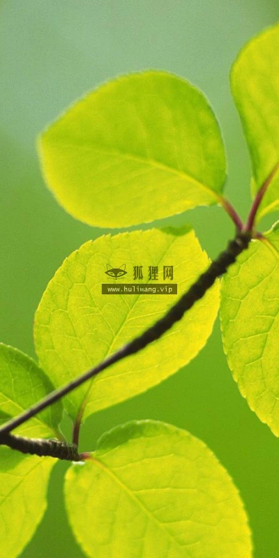【12840】植物壁纸  2K 高清壁纸2560_1600@青蛙壁纸-笨猫小站