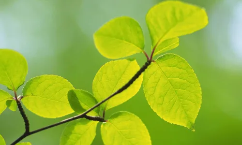 【12840】植物壁纸  2K 高清壁纸2560_1600@青蛙壁纸-笨猫小站